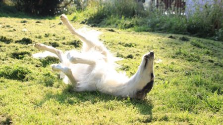 El perrito con el hocico más largo del mundo es toda una estrella en Instagram