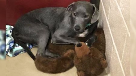 Cachorro de coração partido se apega a urso de pelúcia gigante ao ser abandonado por sua família