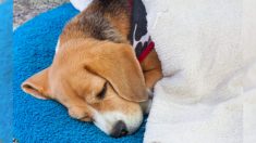 Cão Shar-Pei ferido e abandonado no frio é confundido com carcaça de cachorro