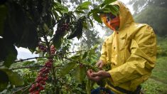Los precios del café suben a medida que las malas cosechas reducen la oferta, dicen informes