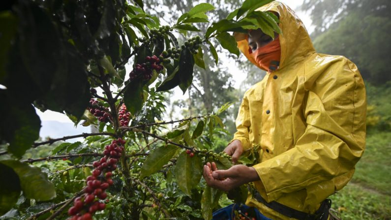 Un hombre cosecha café en el municipio de Santuario, departamento de Risaralda, Colombia, el 10 de mayo de 2019. (Raúl Arboleda/AFP vía Getty Images)