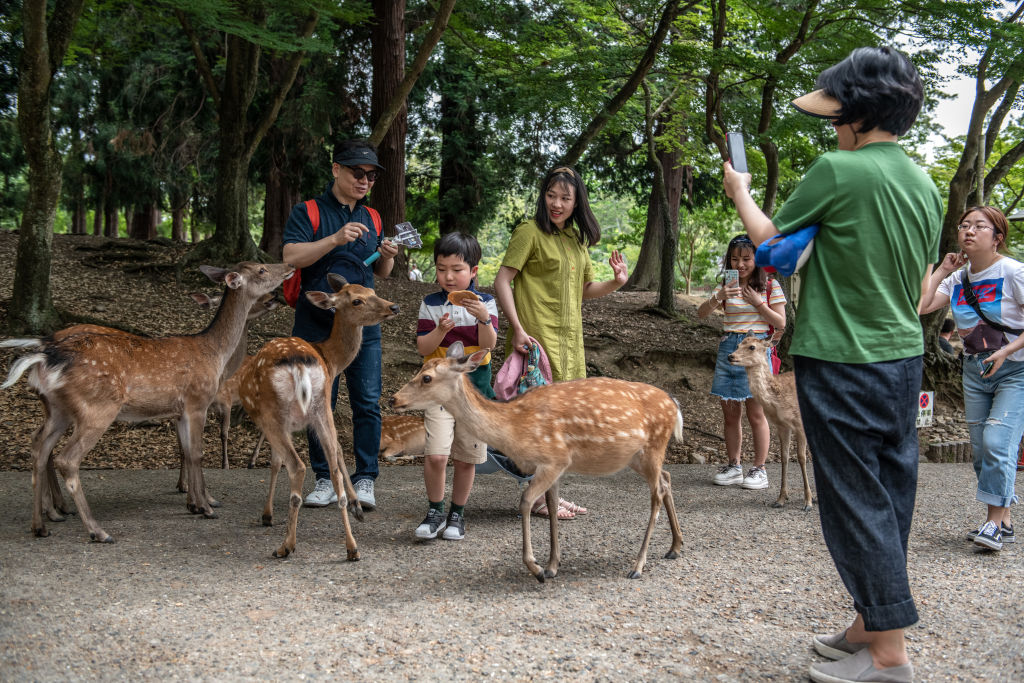 venado-japon-Nara's-Wild-Deer