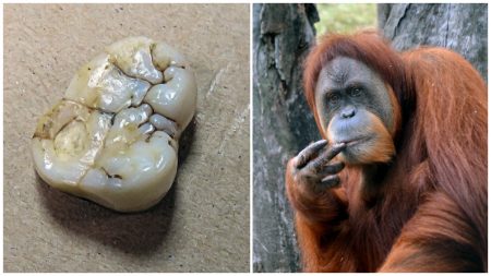 Estudios de un molar fósil arrojan nuevas evidencias de un orangután gigante como King Kong