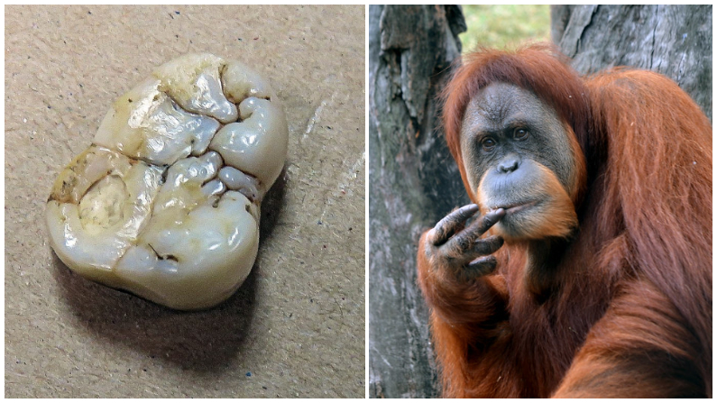 A la derecha Molar fósil de Gigantopithecus y a la izquierda Orangutan. (Jerbo/Wikimedia Commons/CC BY-SA 3.0 | Rodrigo Soldon Souza/Flickr/CC BY-ND 2.0)