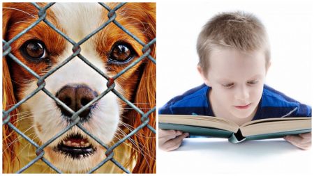 Niños leen cuentos a perritos de refugio para combatir su miedo y ansiedad de estar encerrados