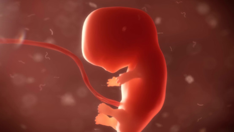  ¿Es un feto no nacido un ser humano pequeño? (Elkin lalangui10/Wkimedia Commons/CC BY-SA 4.0)