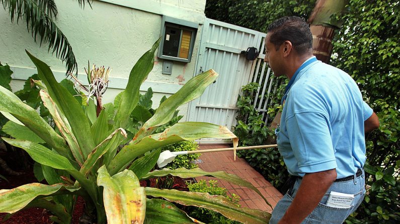 Lawrence Smart, de Control de Mosquitos de Miami-Dade, busca larvas de mosquitos en una planta donde se ha recogido agua para poder erradicarlas el 16 de julio de 2010 en Miami Beach, Florida. (Joe Raedle/Getty Images)