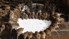 Población de ratas fuera de control en Mongolia Interior mientras miedo a la peste se propaga en China