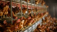 Retiran una tonelada de pollo contaminado vendido a hospitales y otras instituciones en EE.UU.