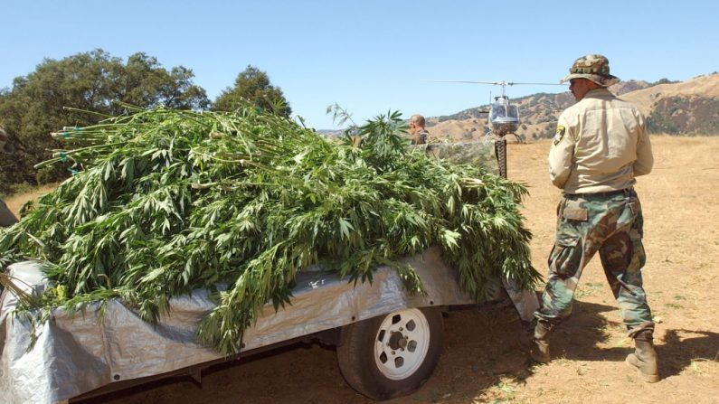 El agente especial de la Campaña Contra la Plantación de Marihuana (C.A.M.P.) Rick Gautier inspecciona un remolque lleno de plantas de marihuana que fueron confiscadas durante una redada en un jardín de marihuana el 4 de septiembre de 2002 en un área remota de Annapolis, California. (Justin Sullivan/Getty Images)