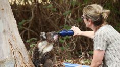 Fallece el koala rescatado durante los feroces incendios de Australia