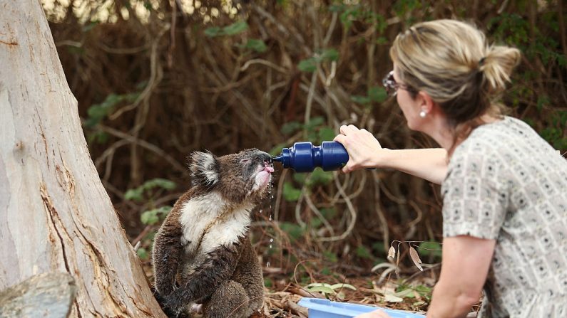 Una residente da agua a un koala salvaje estresado por el calor en su patio trasero el 19 de diciembre de 2015 en Adelaide, Australia. (Imagen de archivo de Morne de Klerk / Getty Images)