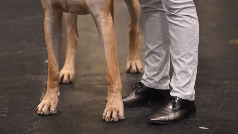 Un gran danés y su propietaria en el primer día de la exposición canina de Crufts en el Centro Nacional de Exposiciones de Birmingham, en Inglaterra, el 8 de marzo de 2018. (OLI SCARFF/AFP vía Getty Images)