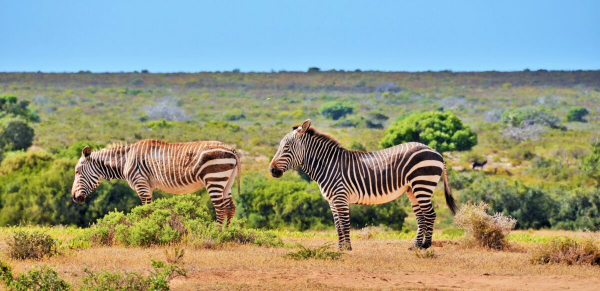 zebras-De-Hoop