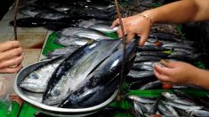 FDA emite alerta de novo surto de doença devido ao consumo de atum em decomposição