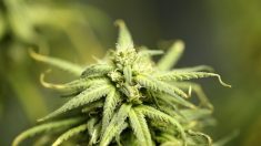 California suspende más de 400 licencias de marihuana a medida que se debate su legalización federal