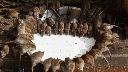 População de ratos fora de controle na Mongólia Interior causa alerta sobre surto da ‘Peste Negra’ na China