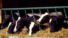 El mayor productor de leche de EE. UU. se retira gracias a las leches no lácteas de primera calidad