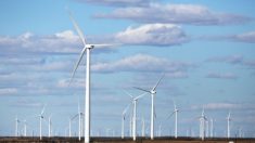 Operador eléctrico de Texas trabaja para evitar apagones ante falta de producción de turbinas eólicas