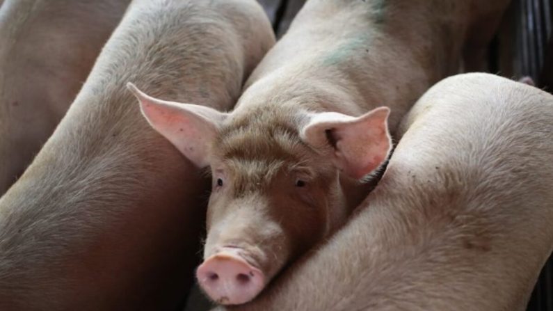 El Organismo Internacional Regional de Sanidad Agropecuaria (Oirsa) alertó este jueves 29 de julio de 2021 a Centroamérica y México sobre un brote de peste porcina africana (PPA) detectada el miércoles en República Dominicana. (Scott Olson / Getty Images)