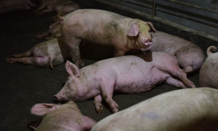 Cerdos en un corral de una granja porcina en el condado de Yiyang, en la provincia central de Henan, China, el 10 de agosto de 2018 (Greg Baker/AFP/Getty Images)