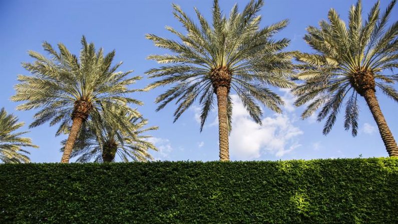 Vista de unas palmeras en el lugar en el que el presidente Donald Trump dio una conferencia , martes 15 de marzo de 2016, en el Mar A Lago Club en Palm Beach, Florida (EE.UU). EFE/Erik S. LEssser/Archivo