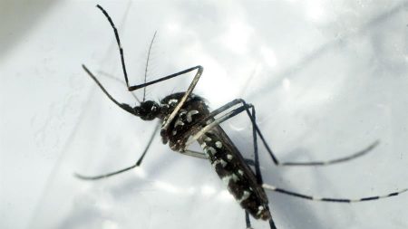 Vacina japonesa contra dengue mostra eficácia de 80,2% em teste