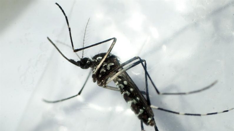 Fotografia de um mosquito transmissor da dengue (EFE / Gustavo Amador / Arquivo)