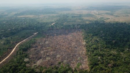 Área desmatada na Amazônia só foi maior durante o governo Lula