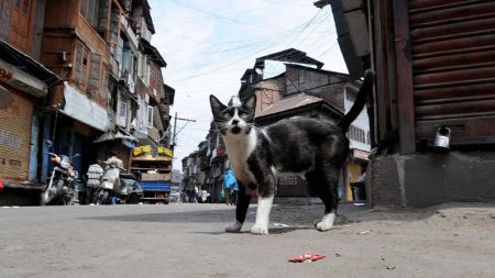 Hombre enfrenta 5 años de prisión por atacar a un policía lanzándole un gato en la cara