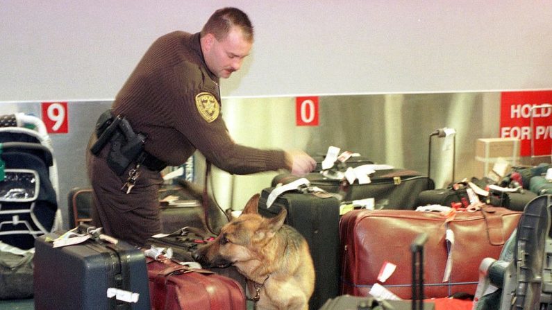 Policial do aeroporto e um pastor alemão revistam bagagem no Aeroporto Metropolitano de Detroit em Romulus, Michigan, em 22 de dezembro de 1999. As medidas de segurança em Michigan, na fronteira com o Canadá, foram aumentadas nas passagens de fronteira e aeroportos (AFP Photo / Jeff Kowalsky / AFP via Getty Images)
