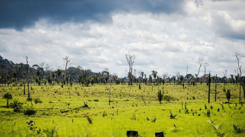 Colniza, MT, Brasil: Área degradada no município de Colniza, noroeste do Mato Grosso.  (Foto: Marcelo Camargo/Agência Brasil)