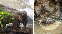 11 elefantes mueren tratando de salvar a una cría que cayó en una famosa cascada en Tailandia