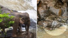 11 elefantes morrem tragicamente ao tentar salvar filhote em cachoeira na Tailândia