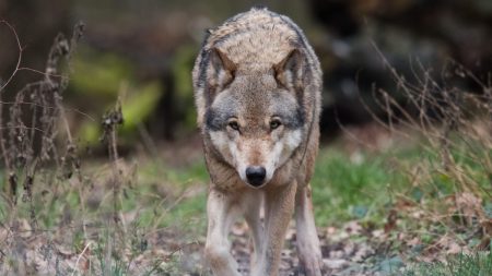 Un alemán pasó años criando a una perrita hasta que descubre que en realidad es una loba