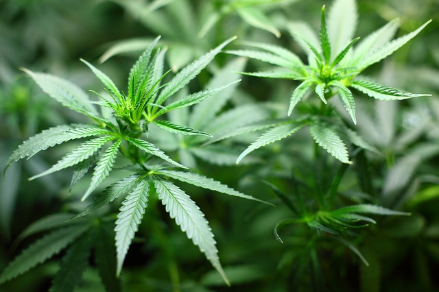 Imagen Ilustrativa de una planta de cannabis. (Crédito; 7raysmarketing / Pixabay)