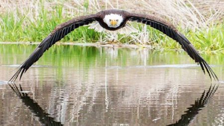 Impressionante: fotógrafo captura imagem de encontro cara a cara com águia americana