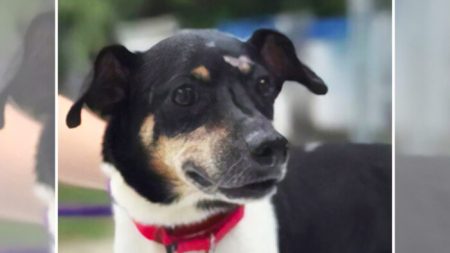 Cão acorda família quando o fogo toma conta de casa e faz o sacrifício máximo enquanto eles escapam