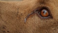 Cão ‘chora’ todas as noites enquanto aguarda adoção, abrigo compartilha foto triste como última esperança