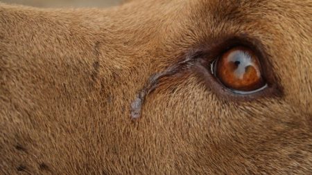 Cão ‘chora’ todas as noites enquanto aguarda adoção, abrigo compartilha foto triste como última esperança