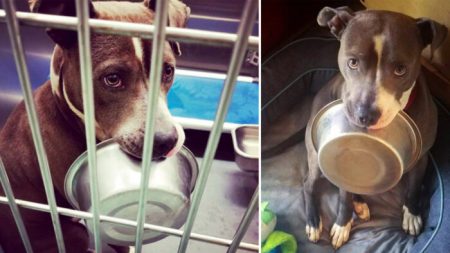 Cão de abrigo, loucamente apaixonado por sua tigela de comida, se recusa a ser adotado sem ela