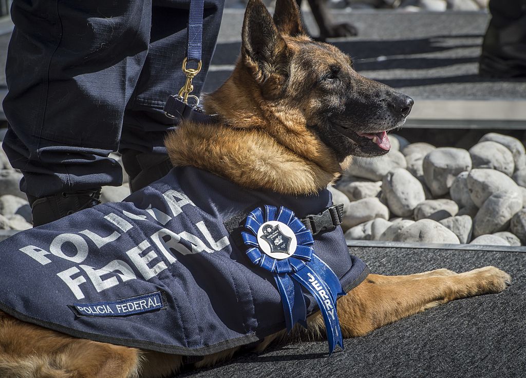 policía-dog