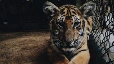 Mujer de 66 años es hospitalizada después de ser atacada por dos tigres de Bengala en California