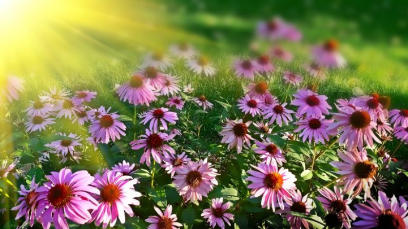 Las flores como la equinácea se ven hermosas y ofrecen beneficios medicinales reconocidos. (Flash Alexander/Unsplash)