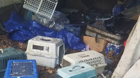 Homem do gás levanta lona em casa abandonada e salva nove gatos enjaulados em cinco caixas