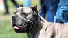 Rescatan en Florida a 42 perros utilizados para peleas ilegales