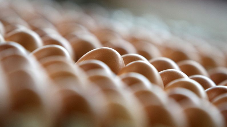 Los huevos se almacenan antes de ser coloreados el 30 de marzo de 2012 en la fábrica de colorantes de huevos en Thannhausen, en el sur de Alemania. Durante la temporada de Pascua, la planta produce diariamente alrededor de 180,000 huevos duros y teñidos. AFP PHOTO / KARL-JOSEF HILDENBRAND GERMANY OUT (Crédito de la foto debe leer KARL-JOSEF HILDENBRAND / DPA / AFP a través de Getty Images)