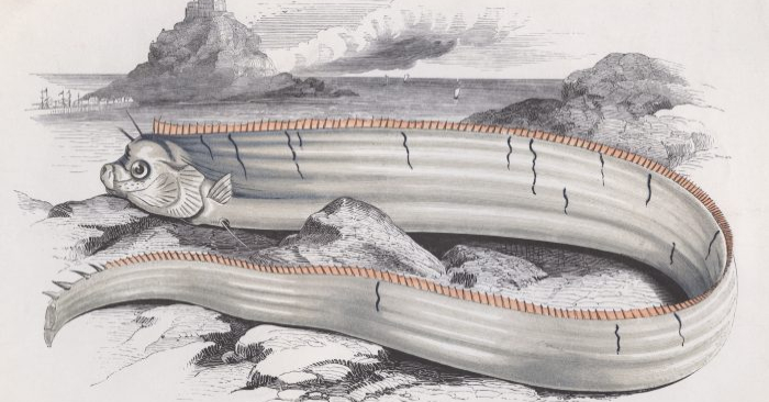 Foto de 1850 do peixe-remo (Hulton Archive / Getty Images)