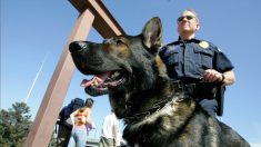 Perros policía de Texas podrán ser adoptados por sus adiestradores después de su retiro