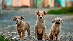 Bacteria resistente a antibióticos vinculada al contacto con cachorros de perro brota en 13 estados